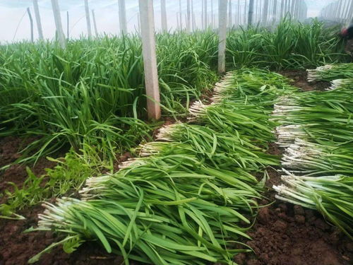 武山县 打造优质绿色农产品全产业链示范高地