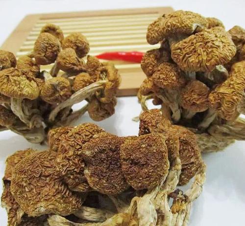 供应批发滑子菇 野生食用菌 蘑菇 精选朵雏 价格 质量优势多干货