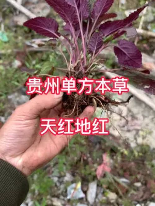 这个植物有三个品种下期视频给大家详细分享 记录我的农村生活 中草药